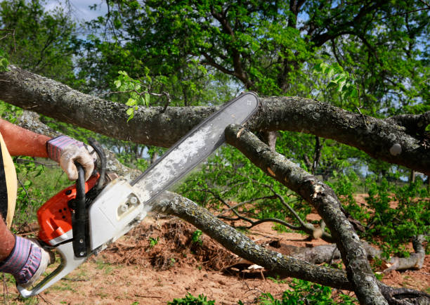 Best Tree Branch Trimming  in Gra Forks Af, ND